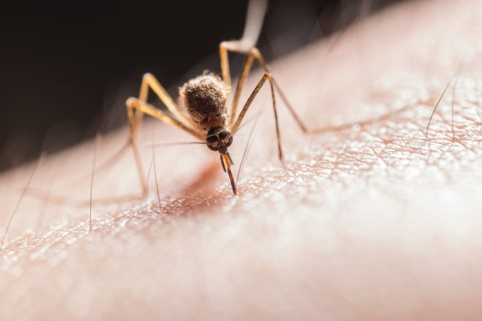 Chikungunyafieber
