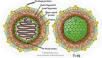 Cytomegalovirus.jpg