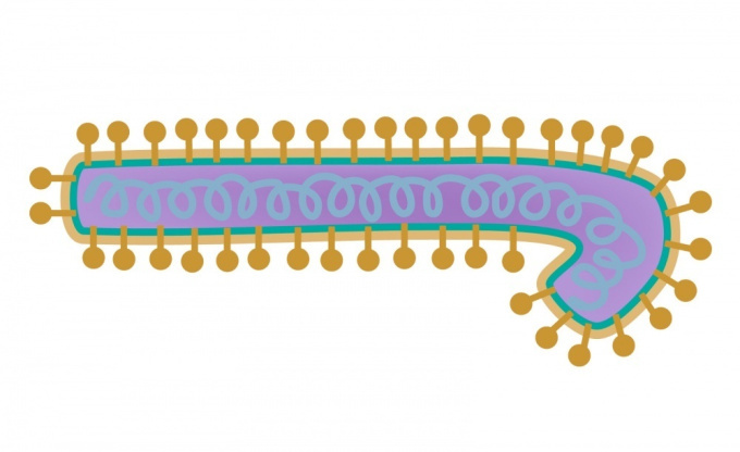 Gefährlicher Ebola - Virus