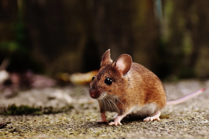 Feldmaus