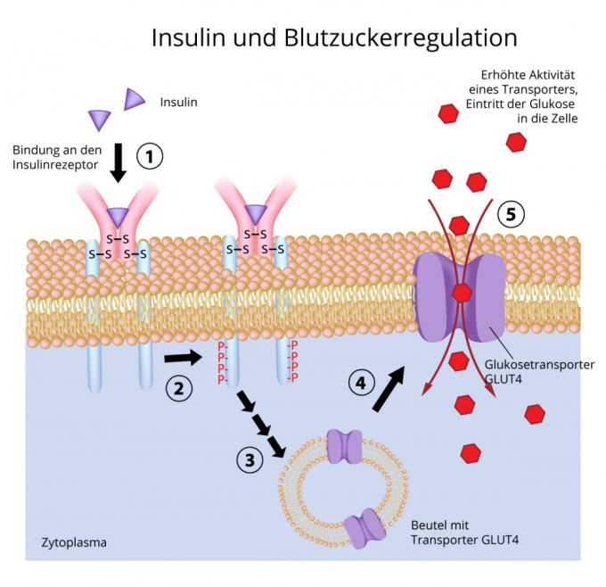 Insulin und Blutzuckerregulation