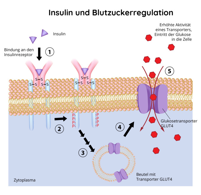 Insulin und Regulierung des Blutzuckers