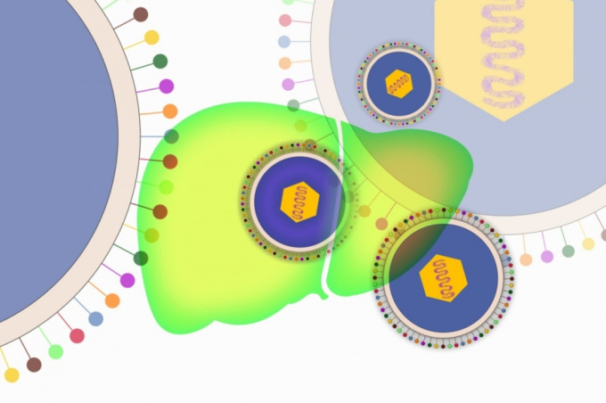 Epstein-Barr-Virus