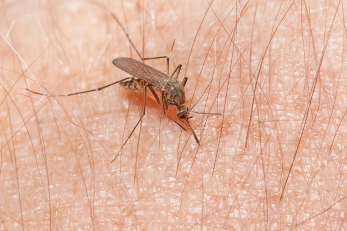 Das Blut saugender Moskito
