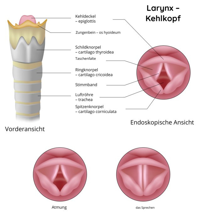 Larynxstruktur