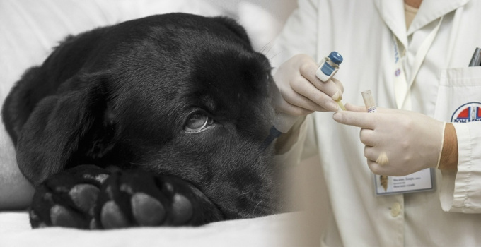 Ansteckung mit Leptospirose nach Tierbissen