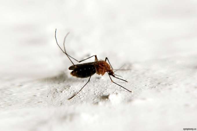 Malaria wird von Moskitos übertragen