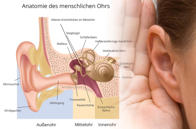 Anatomie des menschlichen Ohrs