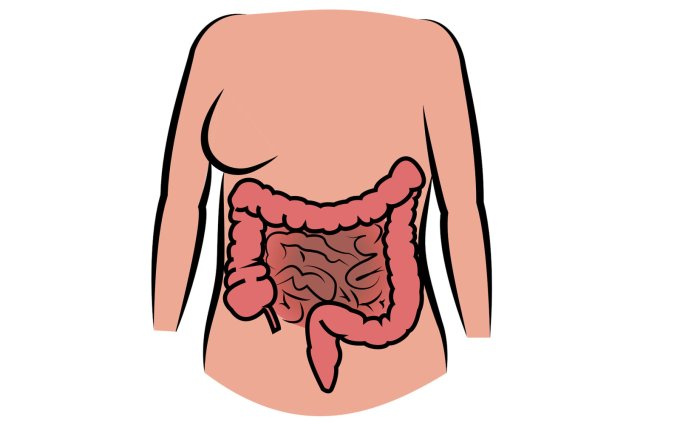 Verdauungssystem