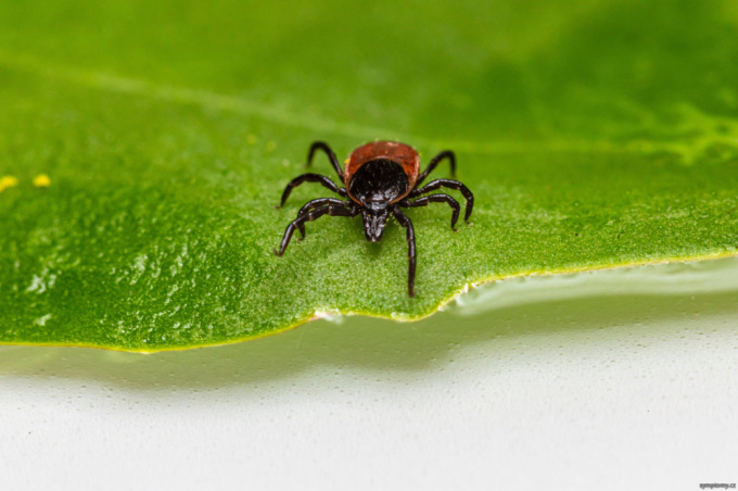 Neoehrlichiose