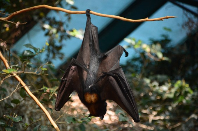 Nipah-Virus