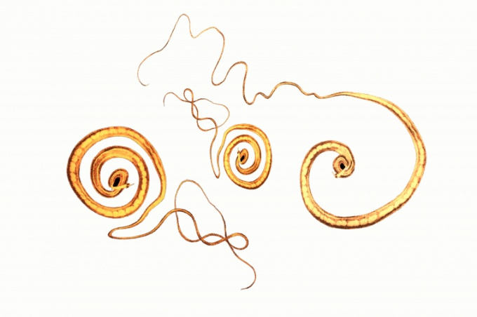 Peitschenwurm