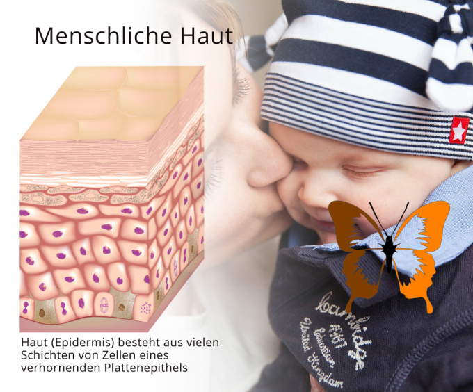 Struktur der menschlichen Haut