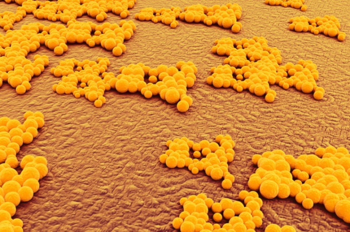 Staphylococcus aureus