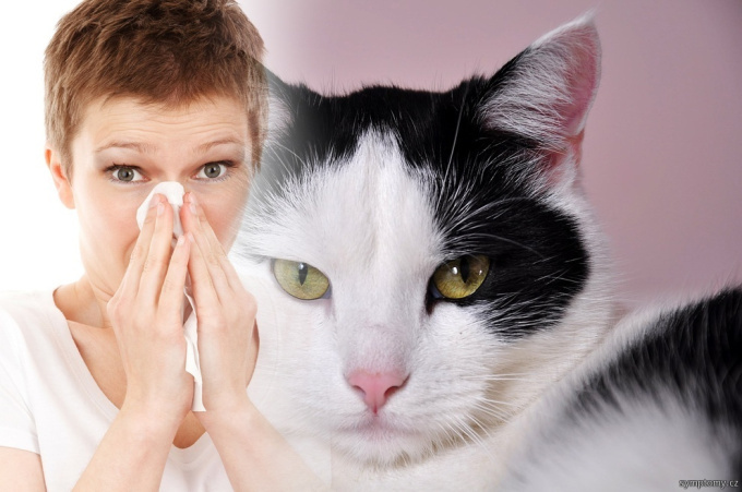 Katzenallergie