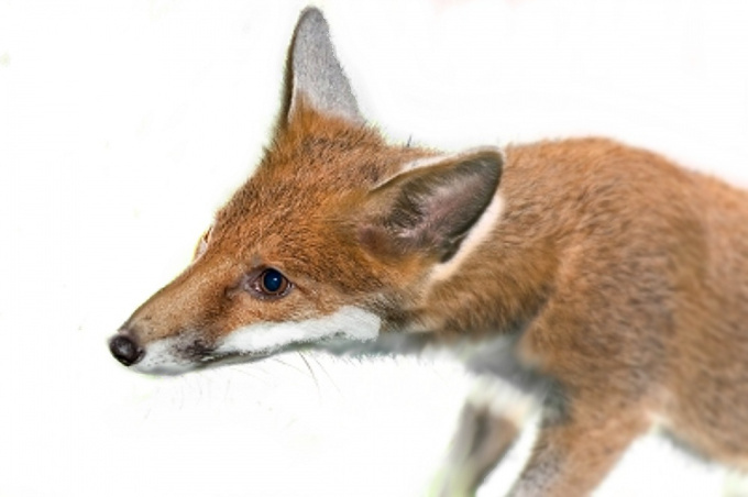 Fuchs - der bekannteste Tollwutsüberträger