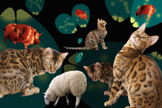 Die Katzenartigen - die häufigsten Überträger von Toxoplasmose
