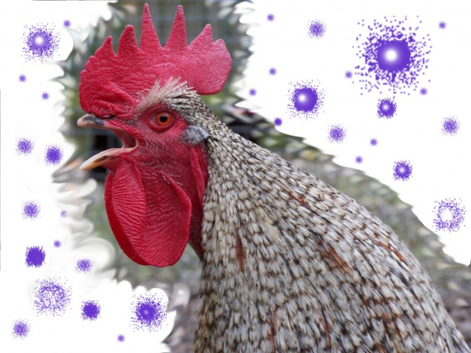 Vogelgrippe