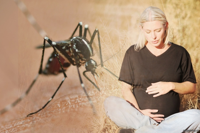 Mücke - Überträger des Zika-Virus