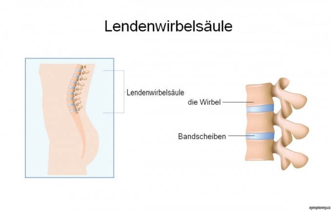 Lendenwirbelsäule