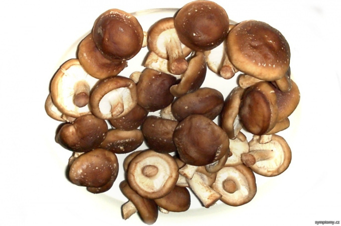Shiitake - Pasaniapilz