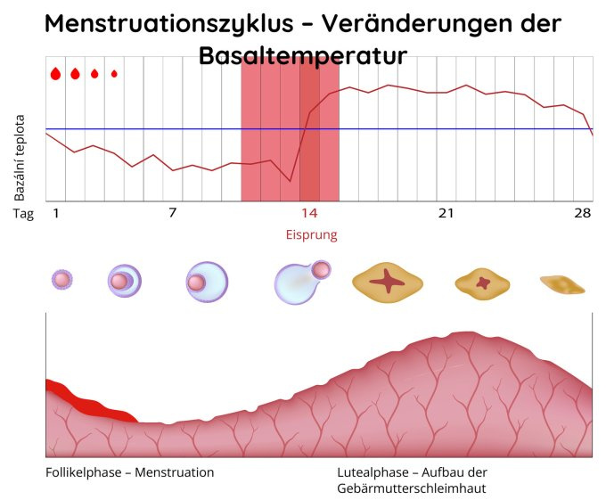 Menstruationszykus