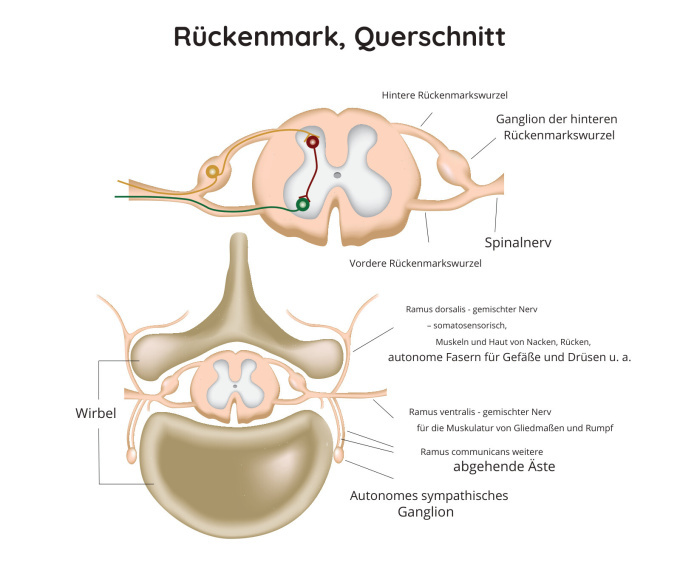 Rückenmark, Querschnitt