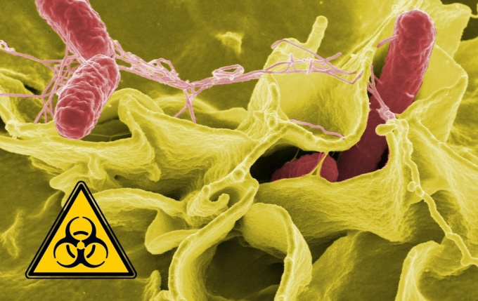Vergrößerte Lymphknoten während einer bakteriellen Infektion