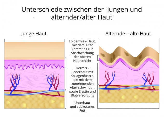 Unterschiede zwischen der jungen und alternder Haut