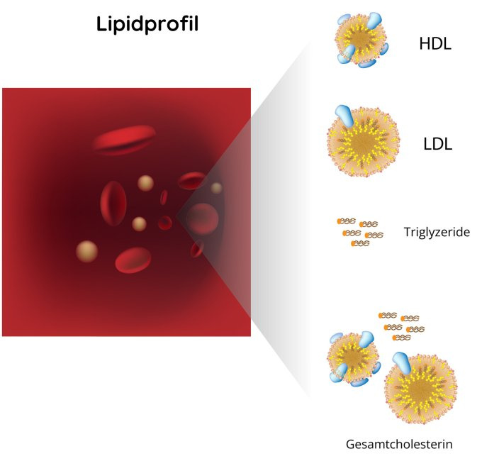 Lipid - Screeningtest