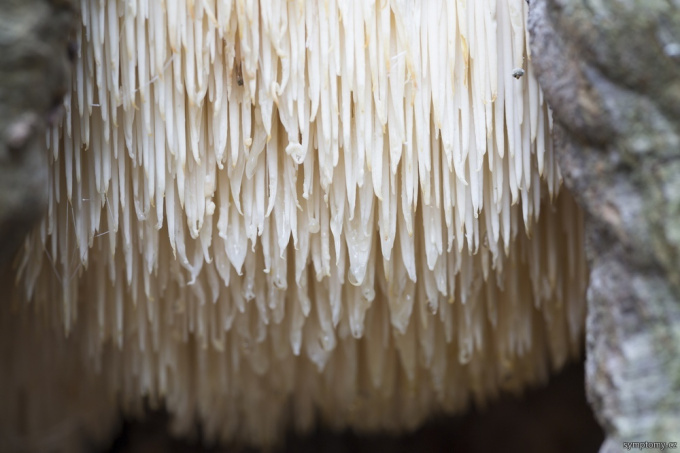 Igel-Stachelbart (Hericium erinaceus)