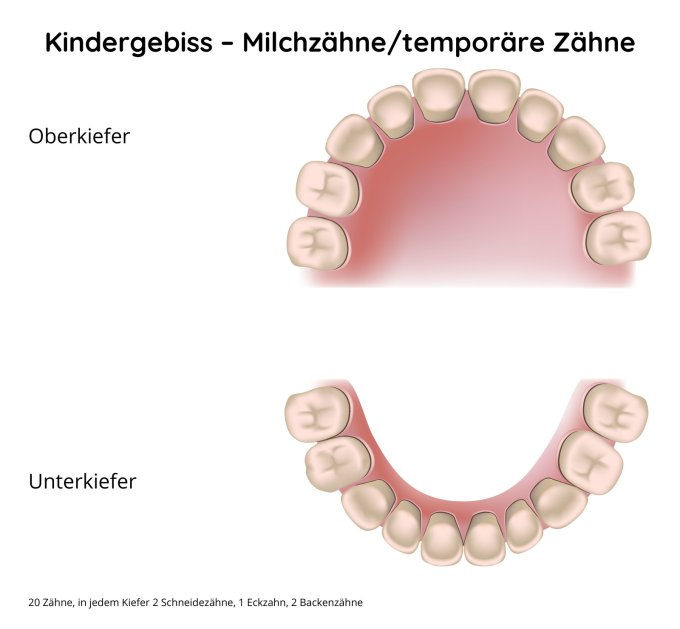 Kindergebiss – Milchzähne/temporäre Zähne