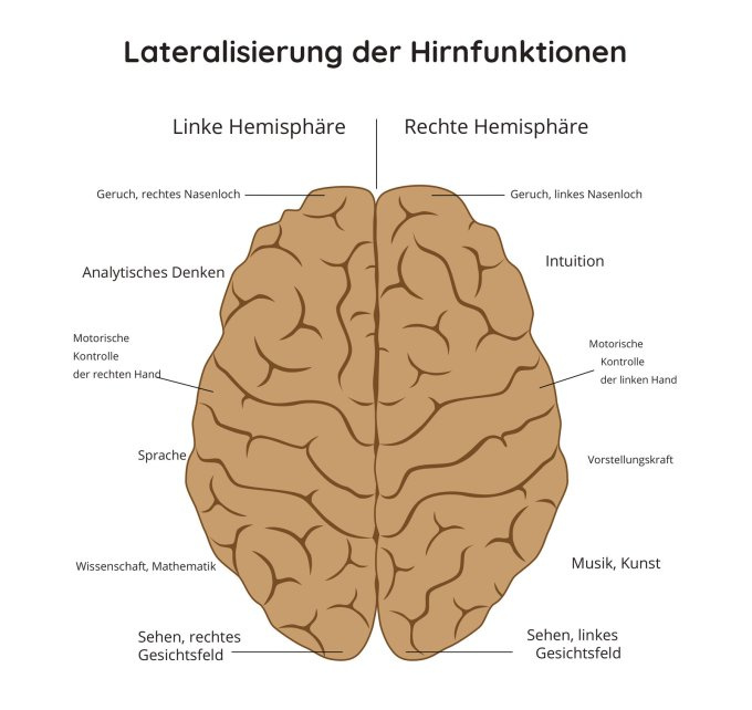 Lateralisierung der Hirnfunktionen