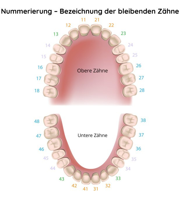 Nummerierung – Bezeichnung der bleibenden Zähne