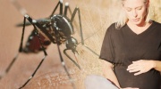 Zika-Virus