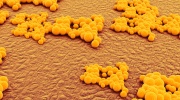 Staphylococcus aureus