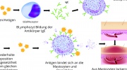 Anaphylaktischer Schock