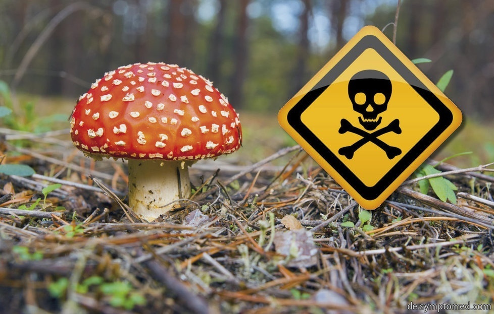 Giftige Pilze