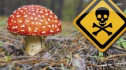 Vergiftung mit Pilzen